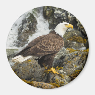 Proud Bald Eagle Magnet