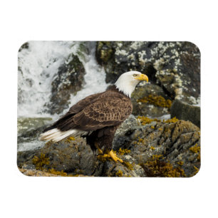 Proud Bald Eagle Magnet