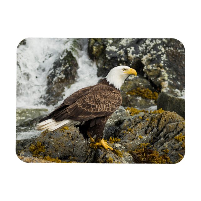 Proud Bald Eagle Magnet (Horizontal)