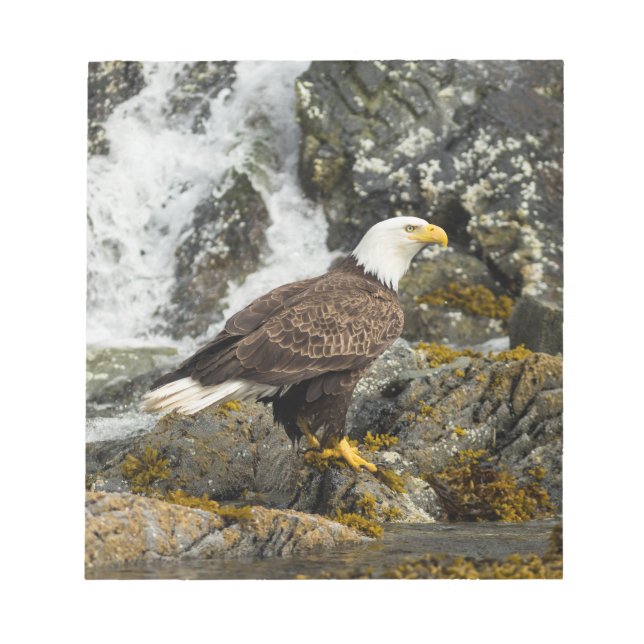 Proud Bald Eagle Notizblock (Vorderseite)