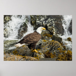 Proud Bald Eagle Poster