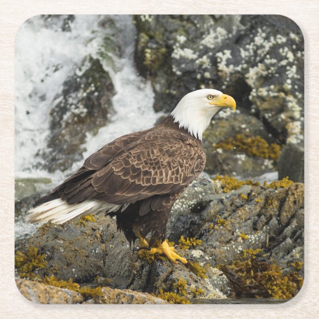 Proud Bald Eagle Rechteckiger Pappuntersetzer (Vorderseite)