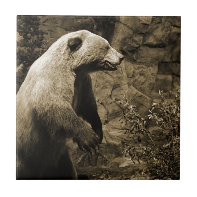 Proud Bear Fliese (Vorderseite)
