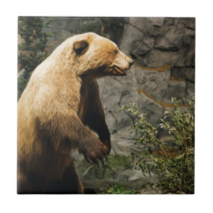 Proud Bear Fliese