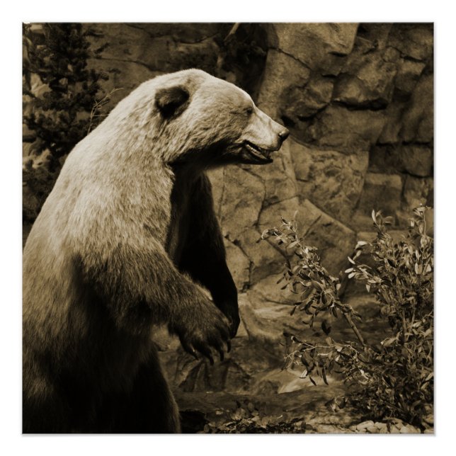 Proud Bear Poster (Vorderseite)