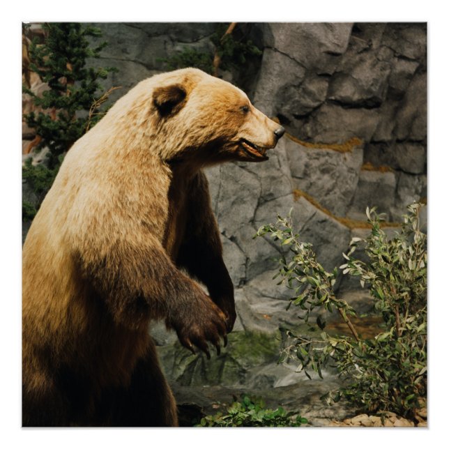 Proud Bear Poster (Vorderseite)