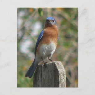 Proud Bluebird Postcard Postkarte
