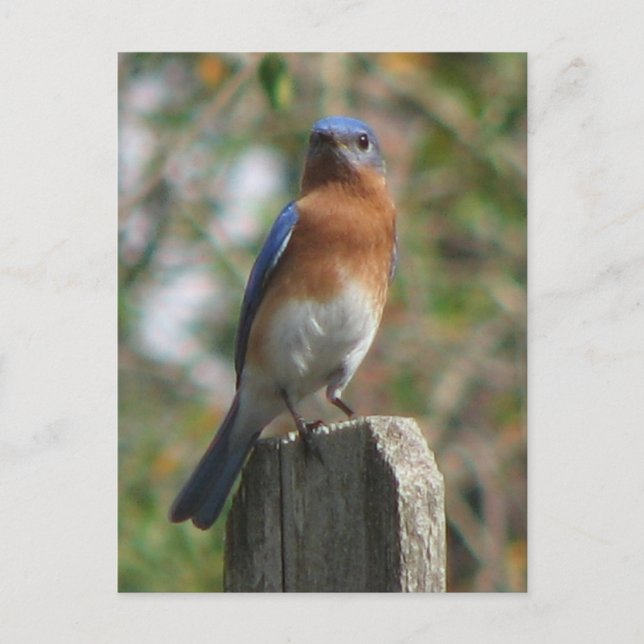 Proud Bluebird Postcard Postkarte (Vorderseite)