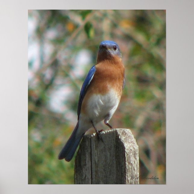 Proud Bluebird Poster (Vorne)
