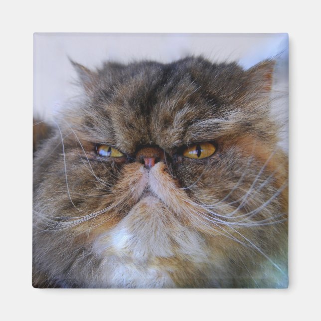 Proud Calico Persian Cat Magnet (Vorne)