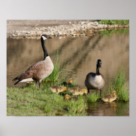 Proud Canada Goose Family Wildlife Poster