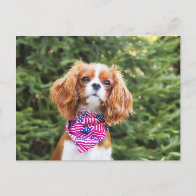 Proud Cavalier King Charles Spaniel Puppy Postkarte (Vorderseite)