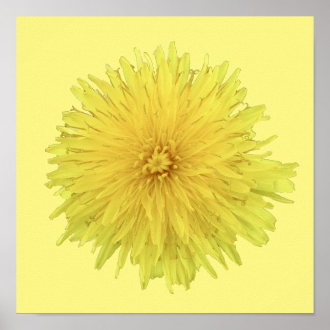 Proud Dandelion Blume - transparent. Poster (Vorne)