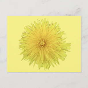 Proud Dandelion Blume - transparent. Postkarte