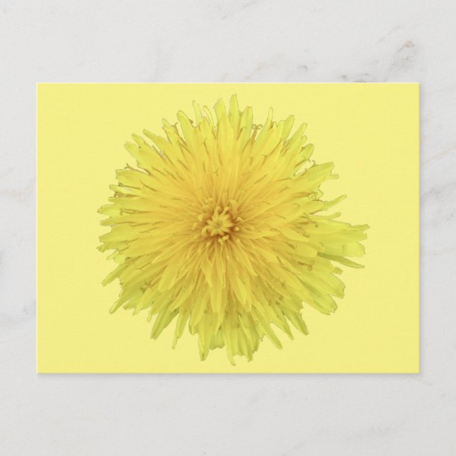 Proud Dandelion Blume - transparent. Postkarte (Vorderseite)