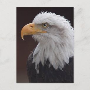 Proud Eagle Postcard Postkarte