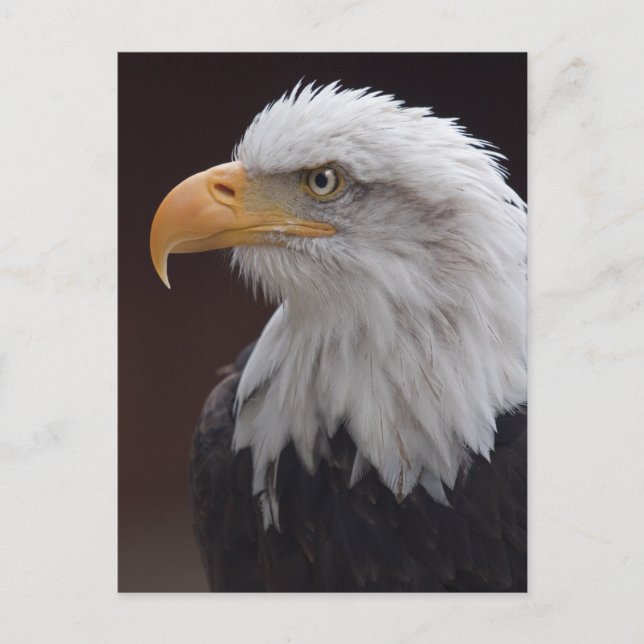 Proud Eagle Postcard Postkarte (Vorderseite)