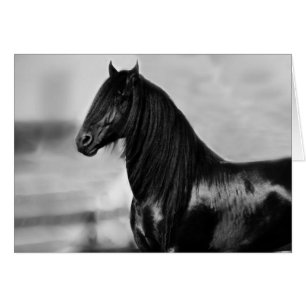Proud Friesian Black Hengst