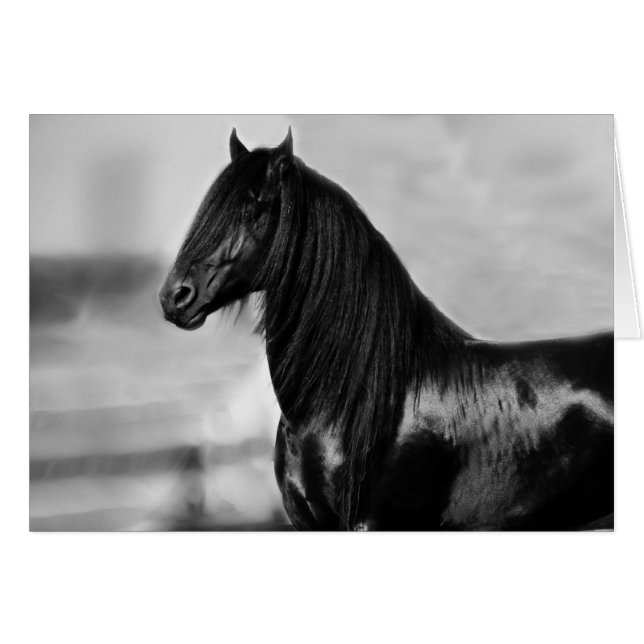 Proud Friesian Black Hengst (Vorderseite (Horizontal))
