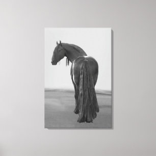 Proud Friesian Black Hengst Leinwanddruck