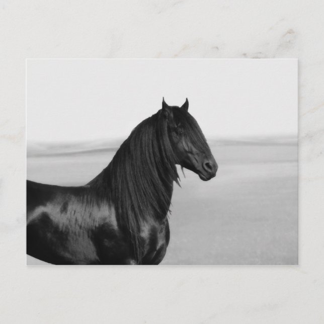 Proud Friesian Black Hengst Postkarte (Vorderseite)