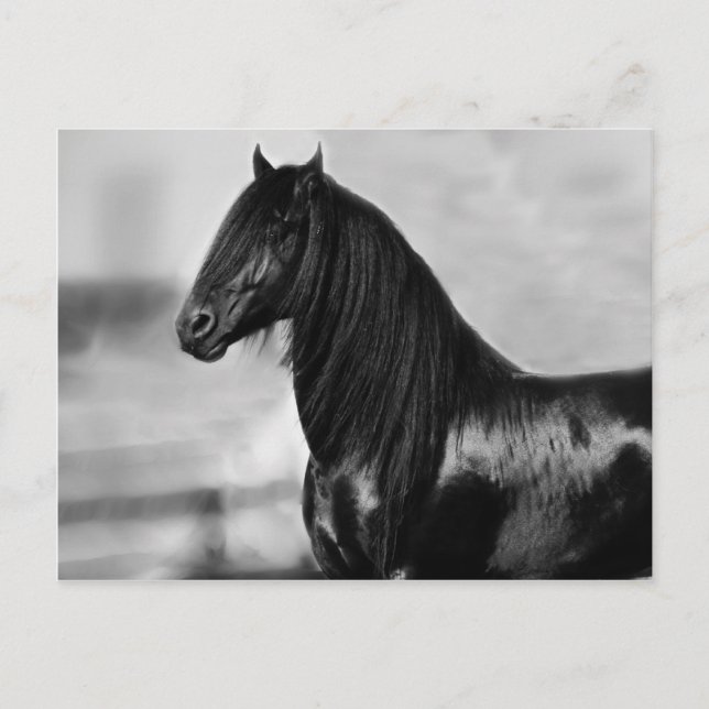 Proud Friesian Black Hengst Postkarte (Vorderseite)