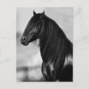 Proud Friesian Black Hengst Postkarte
