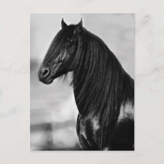Proud Friesian Black Hengst Postkarte (Vorderseite)
