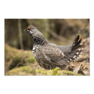 Proud Grouse Fotodruck