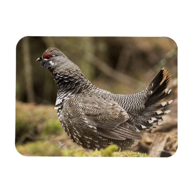 Proud Grouse Magnet (Horizontal)