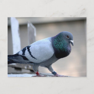 Proud Homing Pigeon Postcard Postkarte