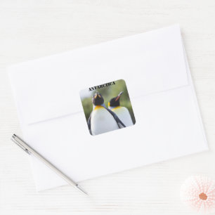 Proud King Pinguins Foto Quadratischer Aufkleber