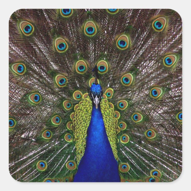 Proud Peacock-Aufkleber Quadratischer Aufkleber (Vorderseite)