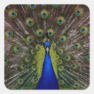 Proud Peacock-Aufkleber Quadratischer Aufkleber