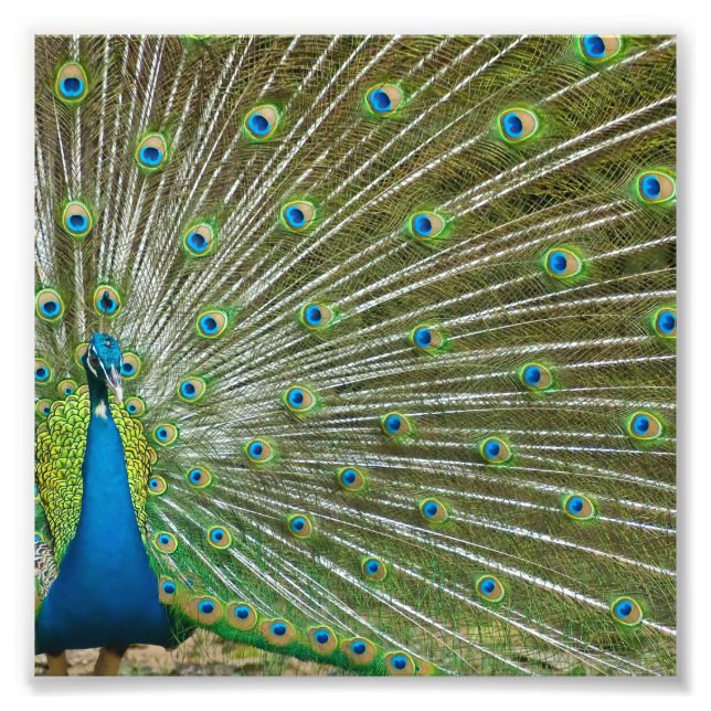 Proud Peacock Feathers Fotodruck (Vorne)