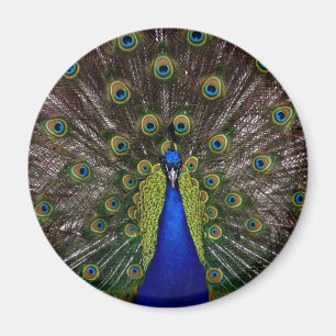 Proud Peacock-MagMagnet Magnet
