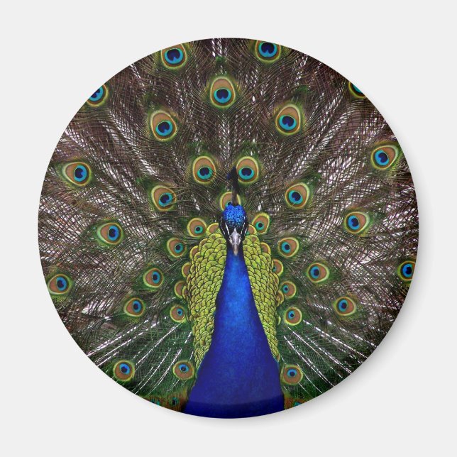Proud Peacock-MagMagnet Magnet (Vorne)