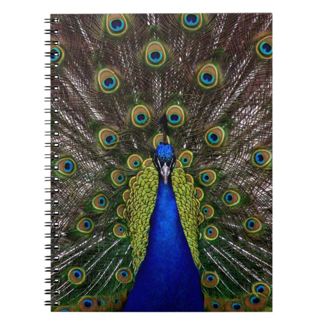 Proud Peacock Notebook Notizblock (Vorderseite)