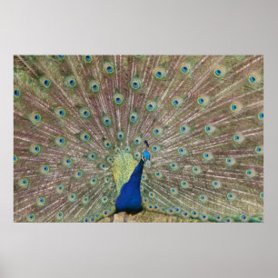 Proud Peacock Poster