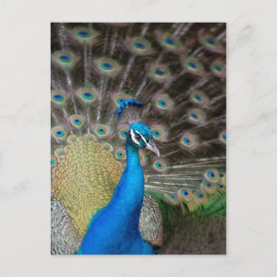 Proud Peacock Postkarte