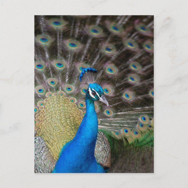 Proud Peacock Postkarte (Vorderseite)