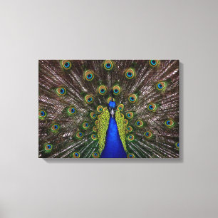 Proud Peaqcock Canvas Print Leinwanddruck