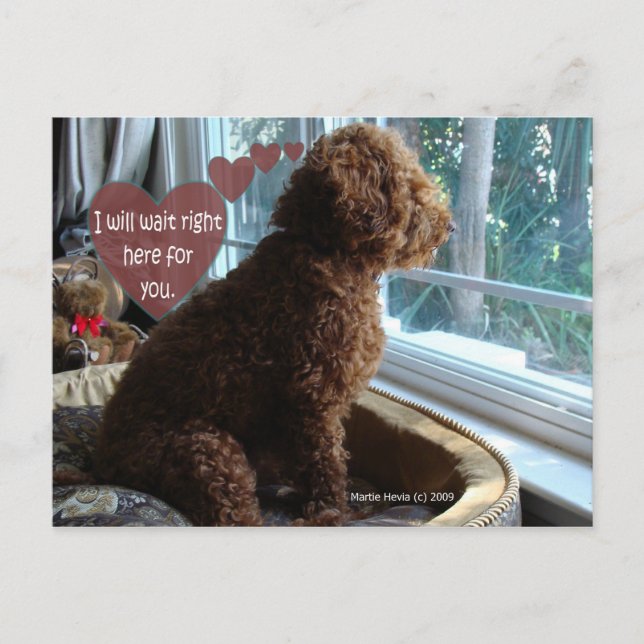 Proud Poodle - Missing You - Postcard Postkarte (Vorderseite)