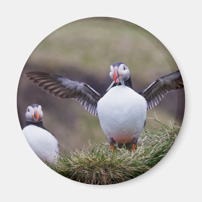 Proud Puffin Magnet (Vorne)