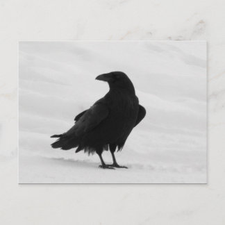 Proud Raven Postkarte