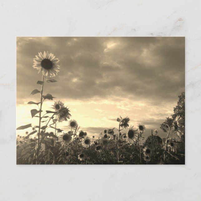Proud Sunflower at Sunset - Postcard Postkarte (Vorderseite)