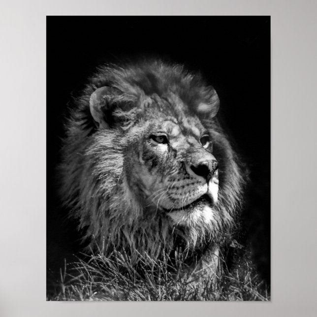 Proud Young Lion Poster (Vorne)