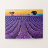 Provence, Frankreich Plateau von Valensole.