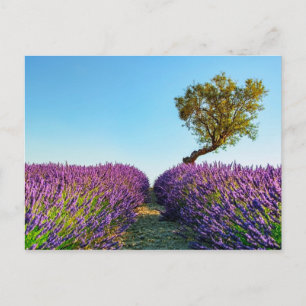 Provence Postkarte