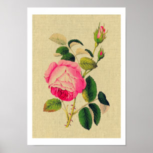 Provence-Rose Vintag Poster